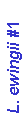 Text Box: L. ewingii #1
