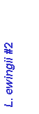 Text Box: L. ewingii #2