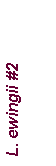 Text Box: L. ewingii #2
