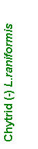 Text Box: Chytrid (-) L.raniformis