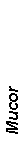 Text Box: Mucor