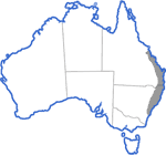 Distribution map for Adelotus brevis