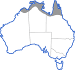 Distribution map for Limnodynastes convexiusculus
