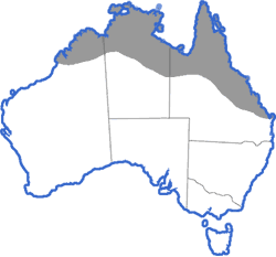 Distribution map for Litoria rothi
