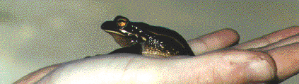 Litoria aurea