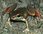 Litoria citropa