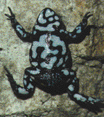 Pseudophryne dendyi
