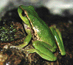 Litoria phyllochroa