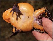 Limnodynastes interioris