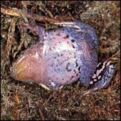 Geocrinia laevis