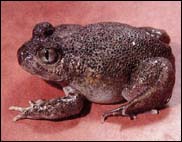 Neobatrachus pictus