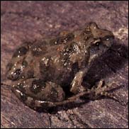 Crinia sloanei