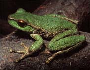Litoria spenceri
