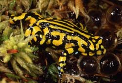 The ARC is helping to prevent the extinction of the southern corroboree frog - photo by D.Hunter