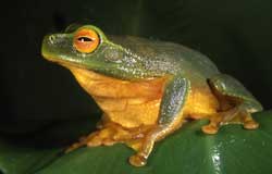 Dainty tree frog photo by D.Hunter