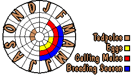 Life cycle for Pseudophryne bibroni
