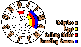 Life cycle for Pseudophryne dendyi