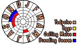 Life cycle for Uperoleia laevigata