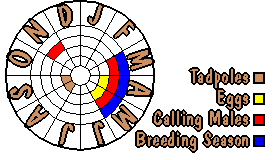 Life cycle for Geocrinia laevis