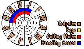 Life cycle for Uperoleia martini