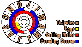Life cycle for Crinia parinsignifera