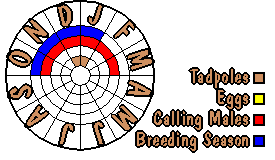 Life cycle for Litoria nudidigita