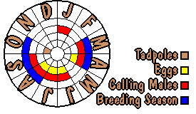 Life cycle for Neobatrachus pictus