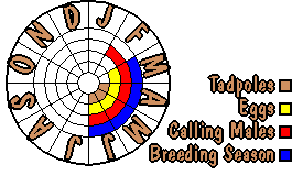 Life cycle for Pseudophryne semimarmorata