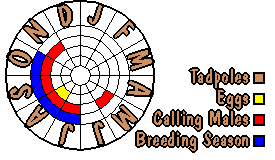 Life cycle for Crinia sloanei
