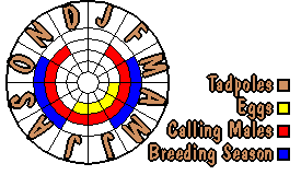 Life cycle for Neobatrachus sudelli